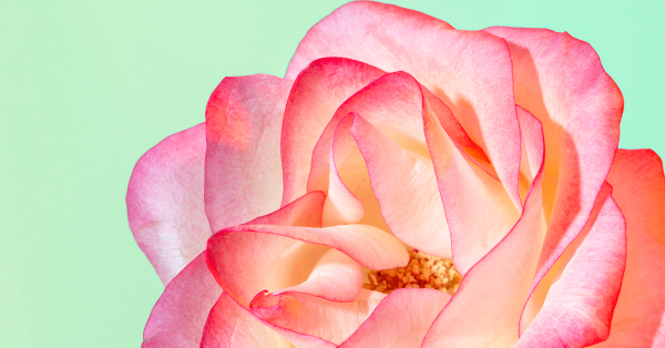 ¡Nueva instalación artística y punto selfie WOW de Primavera en Los ARCOS!🌸🌼🌺