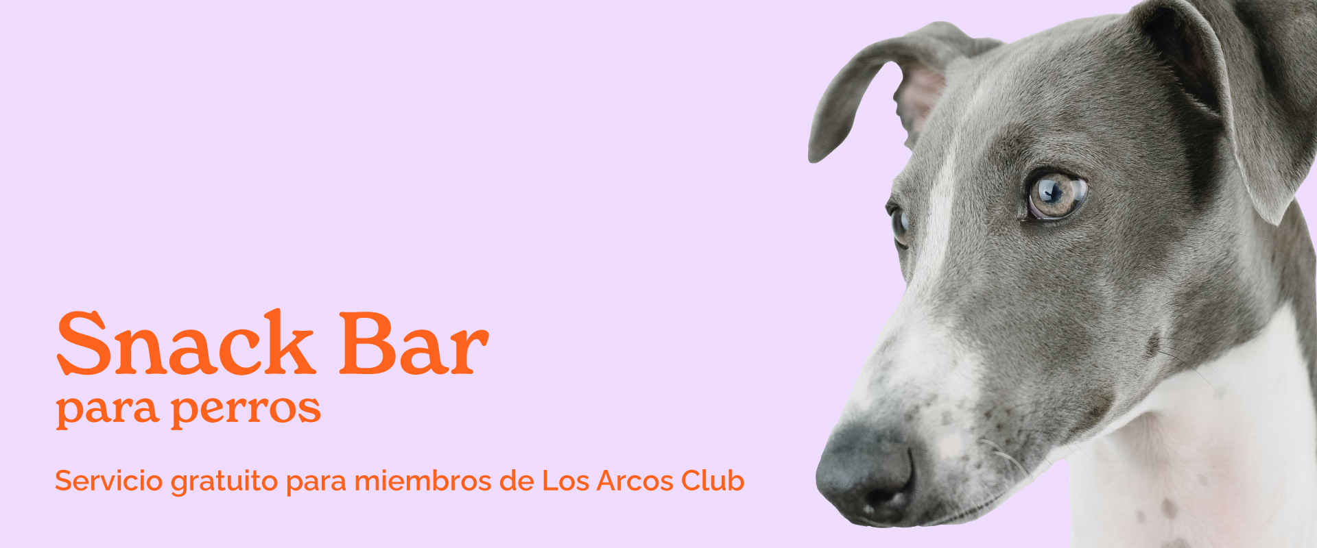 Estrenamos Snack Bar para perros 🐶