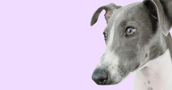 Estrenamos Snack Bar para perros 🐶