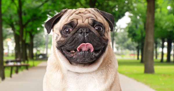 ¡HA LLEGADO EL MOMENTO DE MIMAR A NUESTRAS MASCOTAS! 🐶❤️🩹